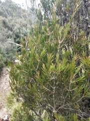 Melaleuca pityoides