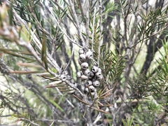 Melaleuca pityoides