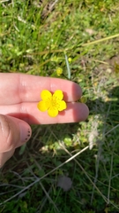 Ranunculus occidentalis occidentalis
