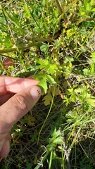 Ranunculus occidentalis occidentalis