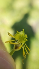 Ranunculus occidentalis occidentalis