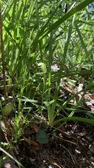 Pterostylis obtusa