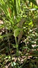 Pterostylis obtusa