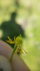 Ranunculus occidentalis occidentalis