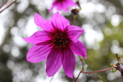 Dahlia australis australis