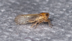 Metadelphax propinqua