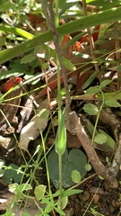Pterostylis obtusa