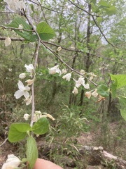 Styracaceae