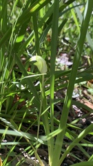 Pterostylis obtusa
