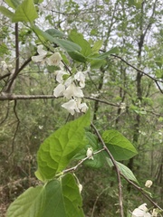 Styracaceae