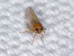 Metadelphax propinqua