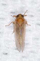 Metadelphax propinqua