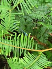 Pseudagrion microcephalum