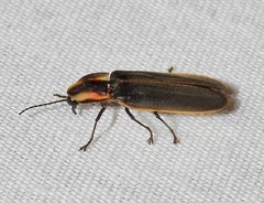 Pyractomena angulata