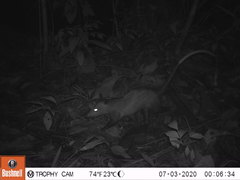 Didelphis marsupialis