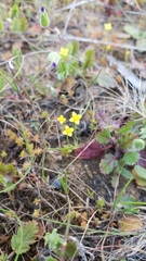 Cicendia quadrangularis