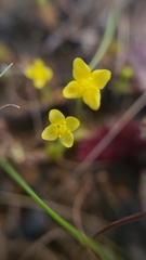 Cicendia quadrangularis