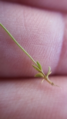 Cicendia quadrangularis