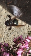 Xylocopa californica californica