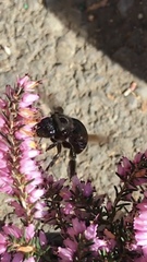 Xylocopa californica californica