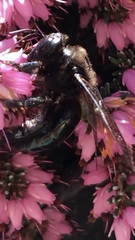 Xylocopa californica californica