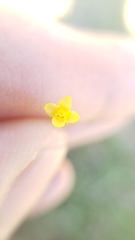 Cicendia quadrangularis