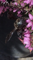 Xylocopa californica californica