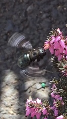 Xylocopa californica californica