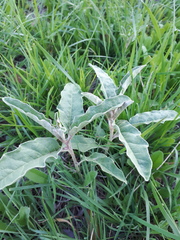 Solanum elaeagnifolium