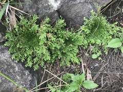 Selaginella lepidophylla