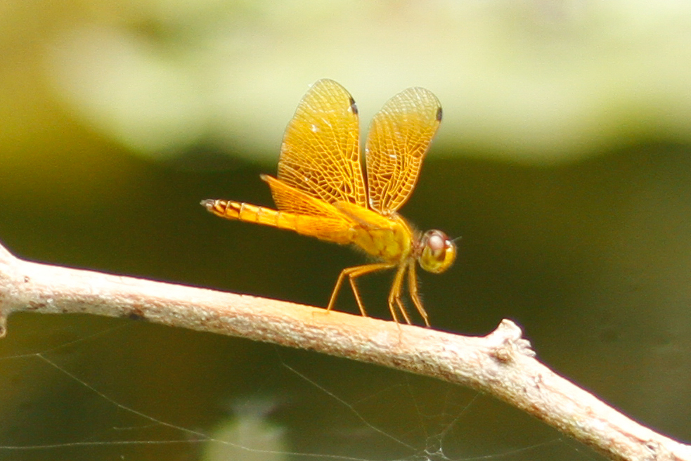 Clear-tipped Amberwing