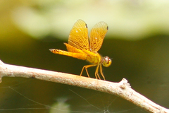 Perithemis parzefalli