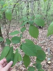 Styracaceae