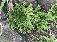 Selaginella lepidophylla