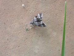 Asterivora antigrapha