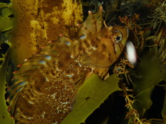 Heteroclinus wilsoni