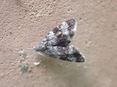 Asterivora antigrapha