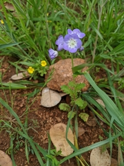 Phacelia patuliflora