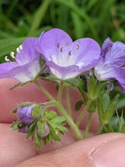 Phacelia patuliflora