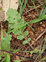 Phacelia patuliflora