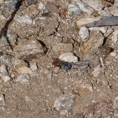 Miscophini
