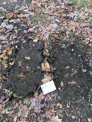 Pseudoinonotus