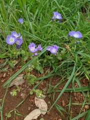 Phacelia patuliflora