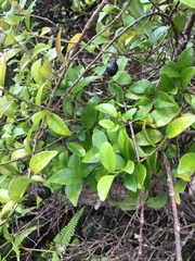 Alyxia stellata