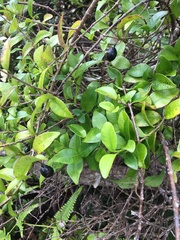 Alyxia stellata