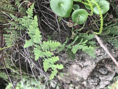 Myriopteris myriophylla