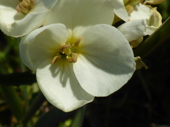 Erysimum concinnum
