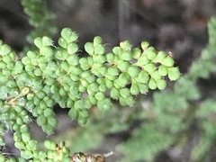 Myriopteris myriophylla