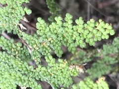Myriopteris myriophylla