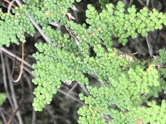 Myriopteris myriophylla